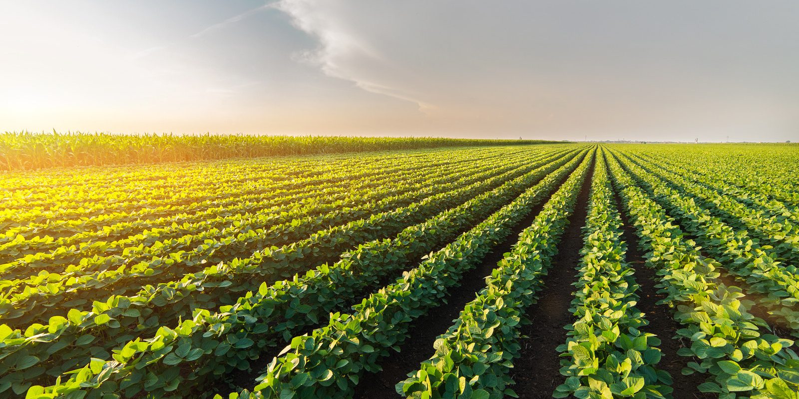 Agricultural soy plantation on sunny day – Green growing soybeans plant against sunlight